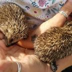 How to encourage happy hedgehogs to your garden