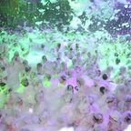 Amnesia Ibiza presents Foam Party -Closing- with Caal Smile and Les Schmitz (part 1)