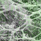 Twin Peetz : Microscopic 034 (March 2017)