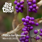 Dig This! Peace for Ukraine (3/10/22)