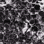 Twin Peetz : Microscopic 032 (January 2017)