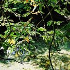 Paradise Ajar / 25th August 2023