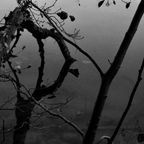 Svarte Greiner - Under the leaves