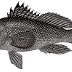 Fishing 4 Bass at Your House