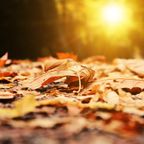 Autumnal Light Wave