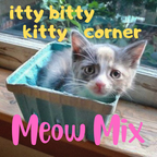 Itty Bitty Kitty Corner Meow Mix: Episode 9