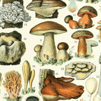 LSS 59: Fun with the Fungi.
