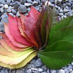 Leaf progression