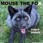 MOUSE THE FOX - FIDDLE DIDDLE - VOL.67 - 26.03.2023