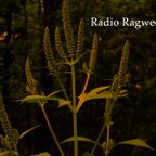 07/08/18 - Radio Ragweed (Ambient Animal)