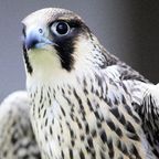 PAWSA'S MIXTAPE SERIES - 012 FALCON
