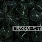 Black Velvet [#03]
