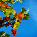 Leaves that are green