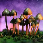 Russula