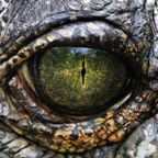 ZOOMagazín 11.2.2019 - Krokodýl mořský - ten největší a nejmohutnější z plazů