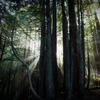 Back From The Forest - Twitch Live Set - Deep Dubstep