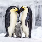ZOOMagazín 25.3.2019 - Tučňáci císařští - největší z tučňáků plní zajímavostí