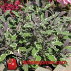 Les fines herbes, des plantes pour charmer vos papilles gustatives!