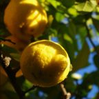 Lemon peels dub