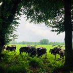 Dansreis op eigen inbreng Dans en Stilte Oostraven