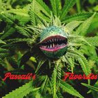 Pascalle's favorites -Vleisj eatende wiet planten mix-