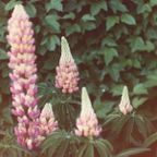S+D, Vol 215: Gentle Breeze