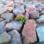 Stone Flower mix