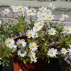 Covid 19 Community Show 15 May 2020