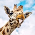 ZOOMagazín 18.3.2019 - Žirafy - královny savany, které nejde nemilovat