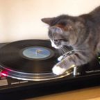 PODCAST EMISSION ELECTROPHONE :: JAZZIN' CATS BY HERR 2003 FROM IN VINYL VERITAS
