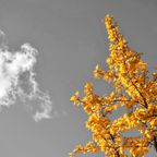 Cloud Appreciation Mix