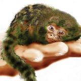 MonkeyTimeRadioHour_30-Jan-2013