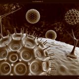 * * * * *MICROCOSMOS * * * * *
