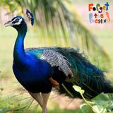 Forget The Restival - African Blues Mix