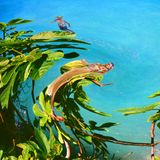 Tropical Medicine Mixtape