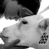 The horrors of the meat and dairy industry and how calf nr. 269 started a movement