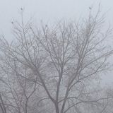 Winter Lovers Tape