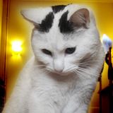 Die Kitten Tape 22