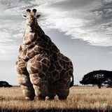 Sonic Switch Giraffe DJ Mix by Robert Luis (Tru Thoughts)