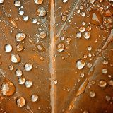 The * FALLING LEAVES - ChillOut Edition * by United in Sound