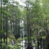 Louisiology 8 - Swamp Forests, part 1