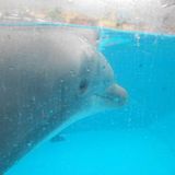 'For Dolphin BEACHIE (2) - Für Delphin Beachie'