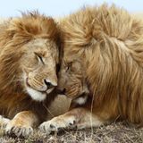 Feelings for felines by Muzarco
