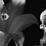 Dj Ahimsa Ambient Tribal Mix 2010