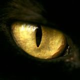 Chatoyant