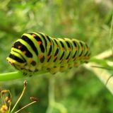 Episode XVIII: The Impenetrable Caterpillar and The Wind.
