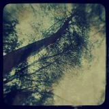 OreCast 116 - Forest of Shadows