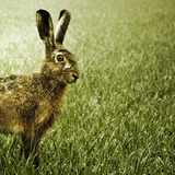 Casimir - Der Hase
