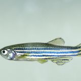The Science Hour: Week 4 - Zebrafish
