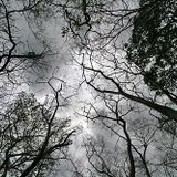 ▶ PETTING IN THE FORREST (Live)